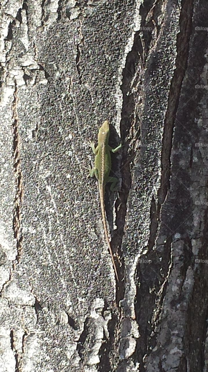 lizard sunning