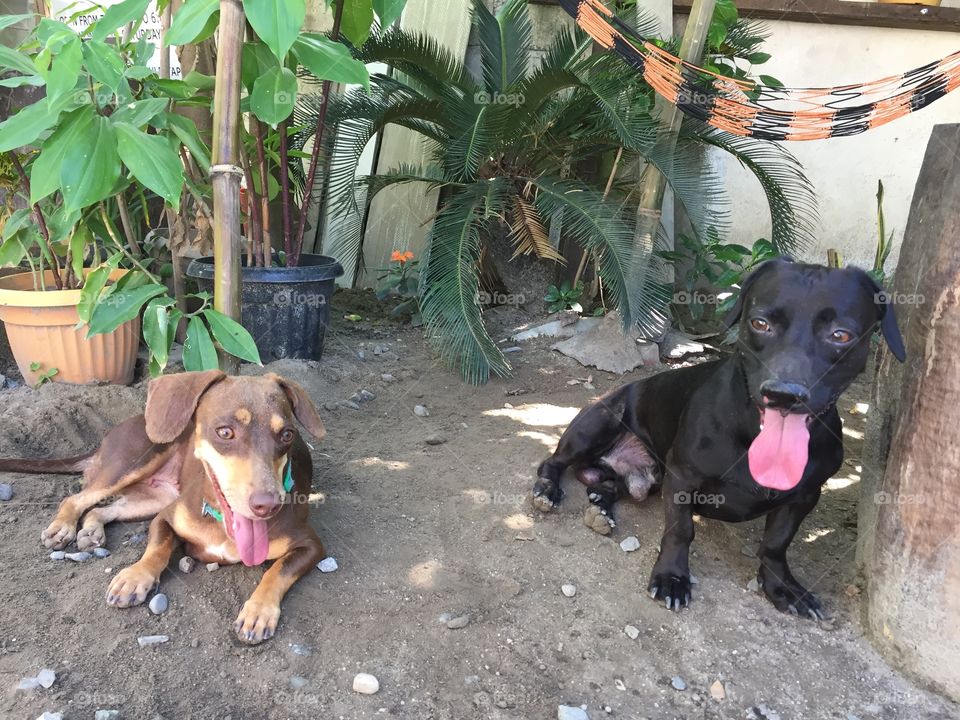 Two dogs with tongue sticking out