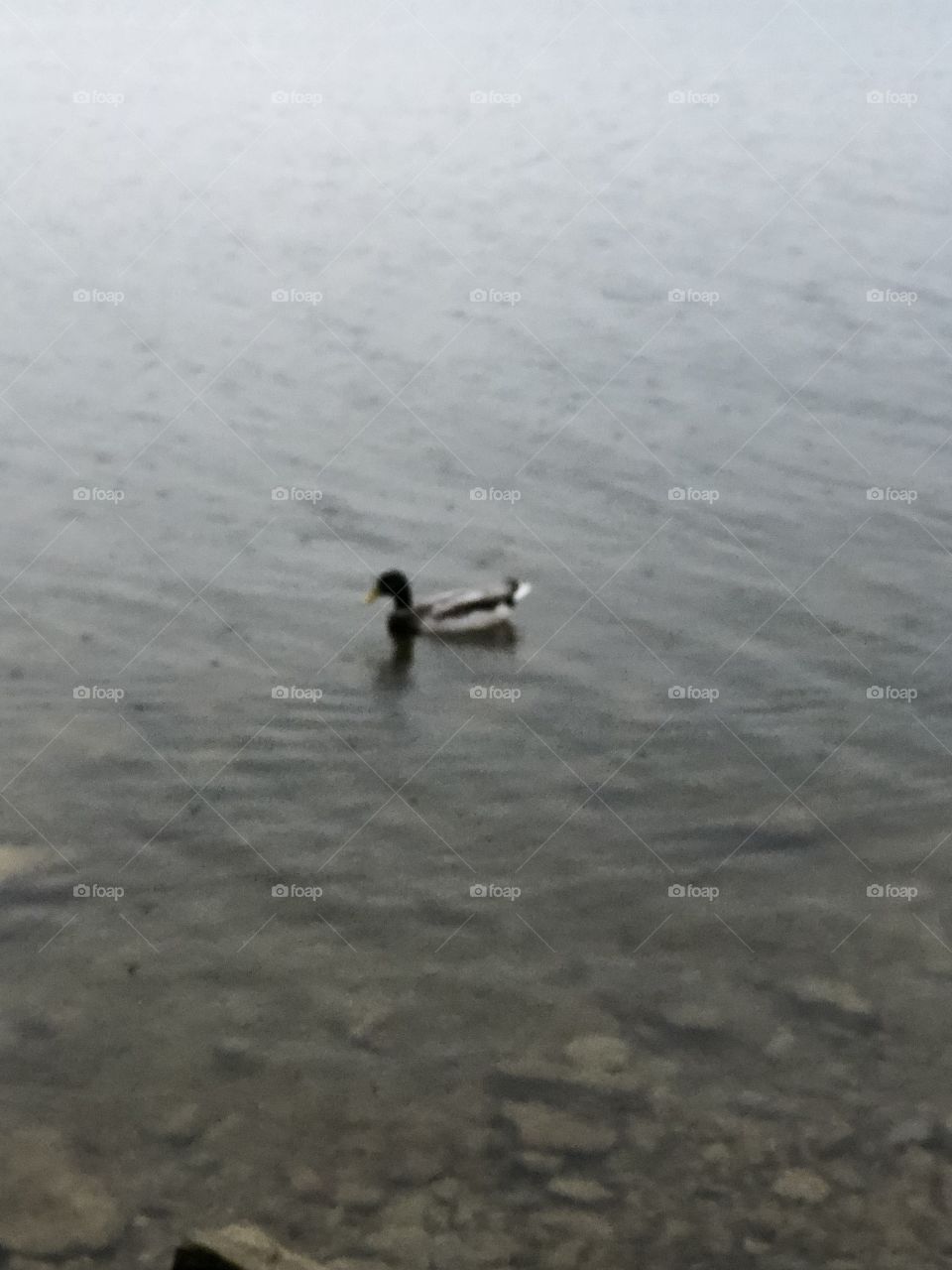 Duck in the lake on a rainy day 