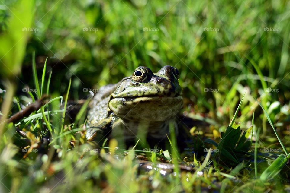 The green frog hid in the green grass.