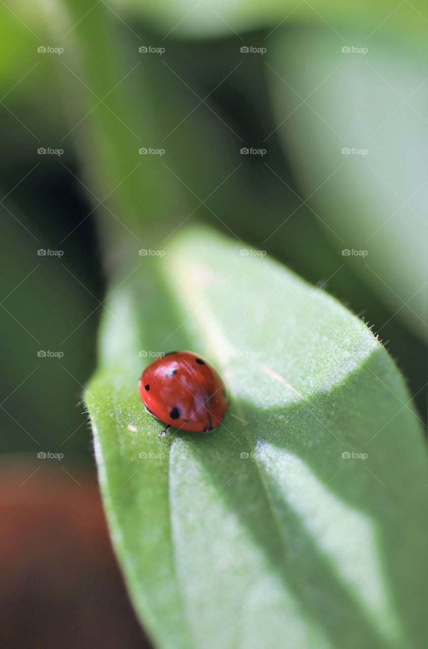 Ladybug on a leaf.
Closeup shot of ladybug or ladybird on a leaf. The shining red colour of the bug was creating a nice contrast with green surrounding.
