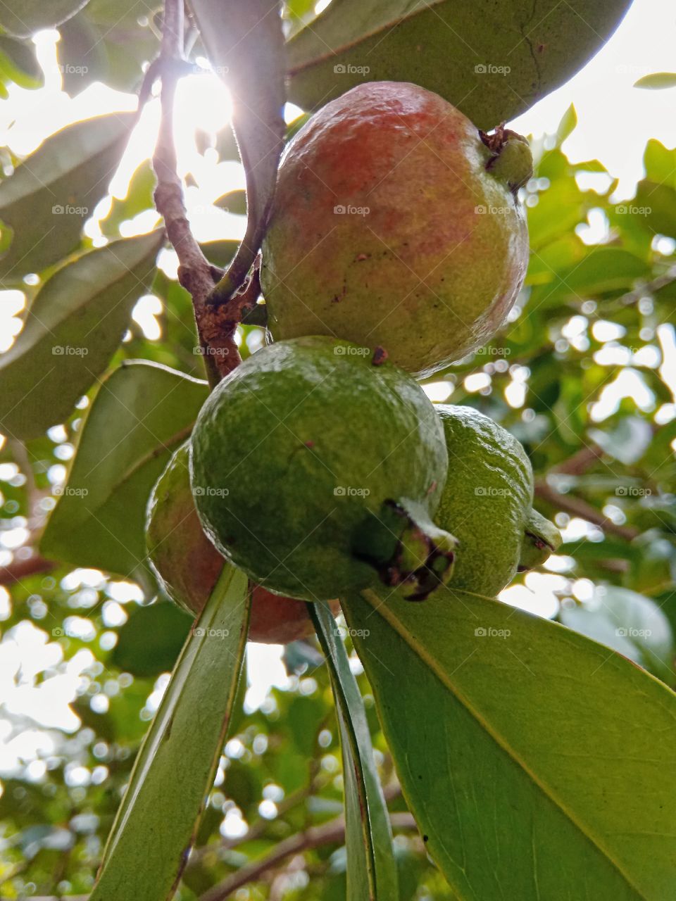nature fruit