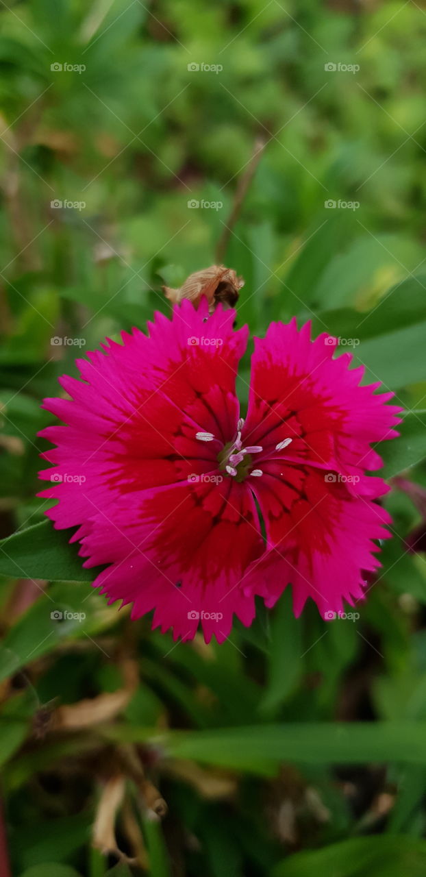 Red & Pink springtime