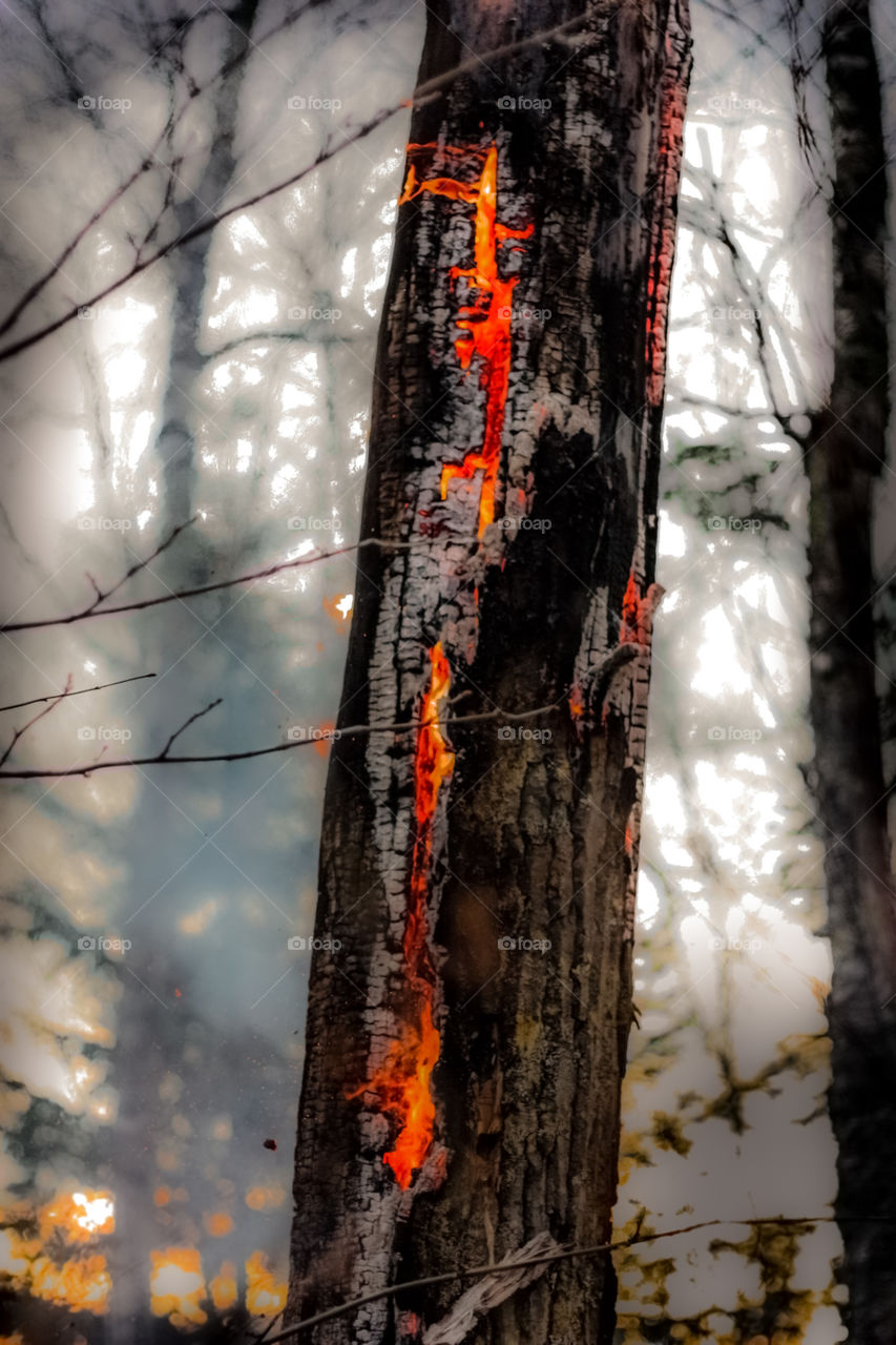 Dead tree on fire