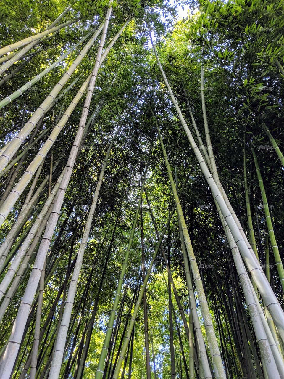 Looking upwards at bamboo trees