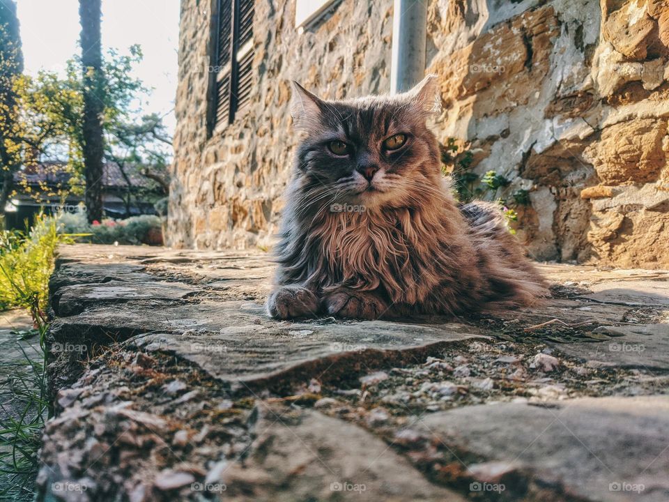 Portrait of grey beautiful fluffy cat close up outdoor