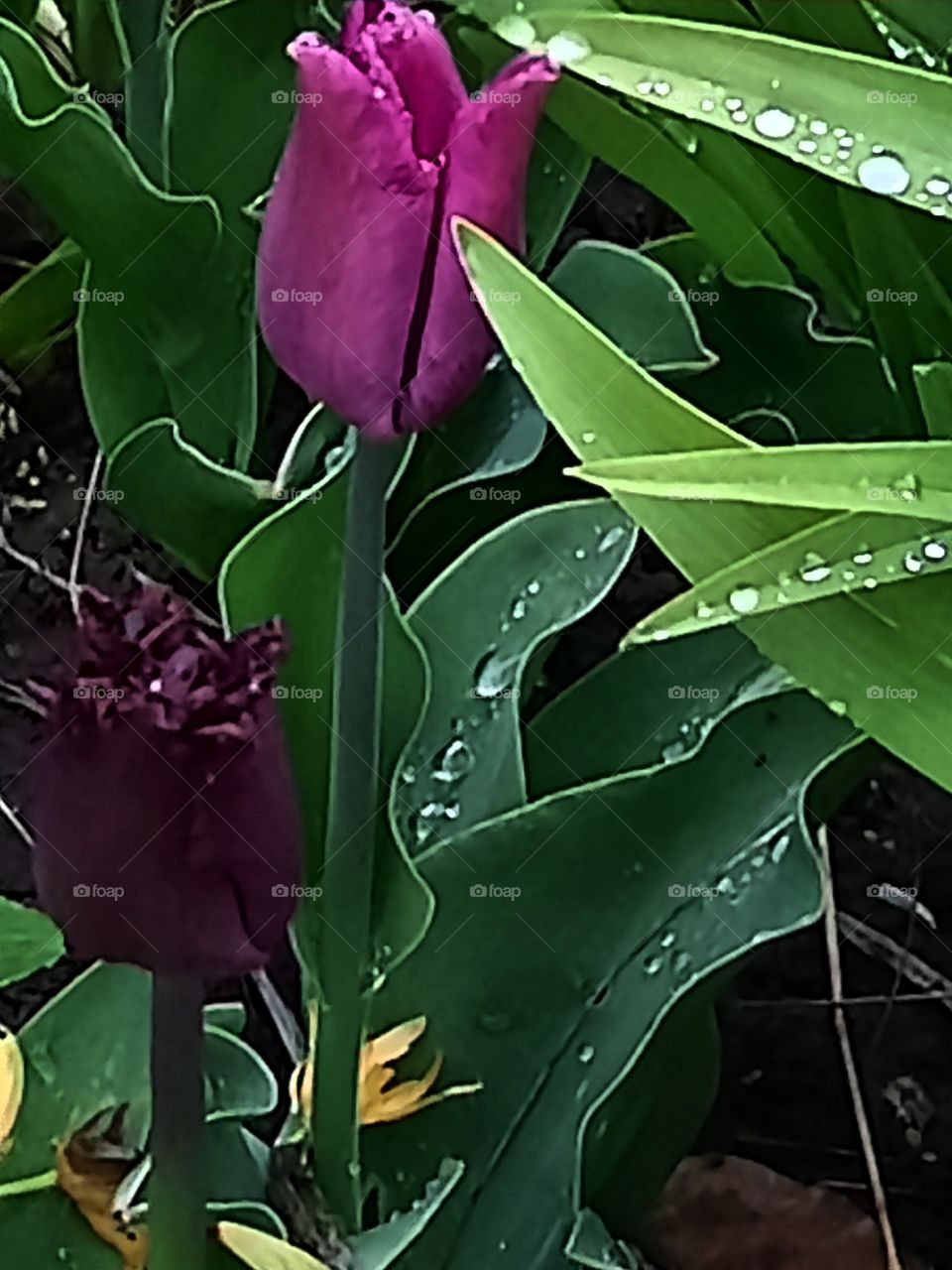 tulips at dusk with rain drops