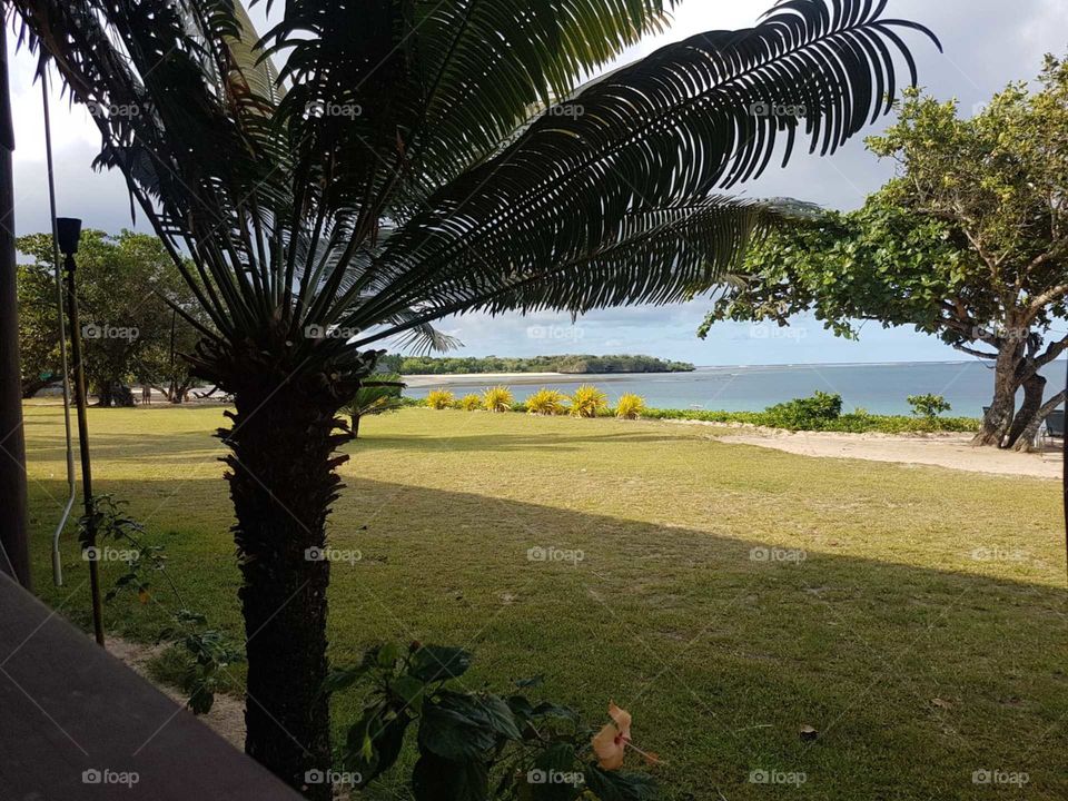 Fiji island, honeymoon, landscape, scenic, Palm tree, summer, holiday, sunny,  morning view