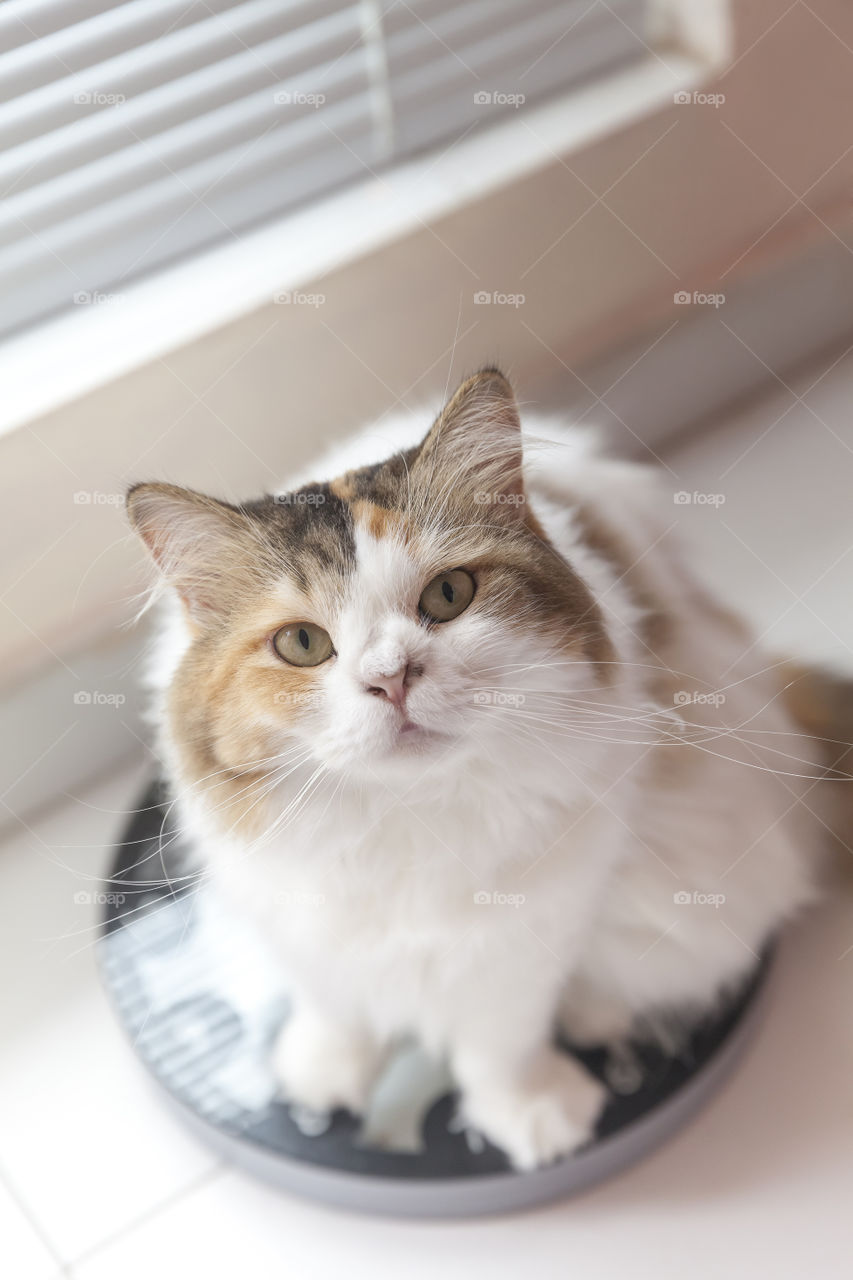 Cute fluffy cat looking into the camera