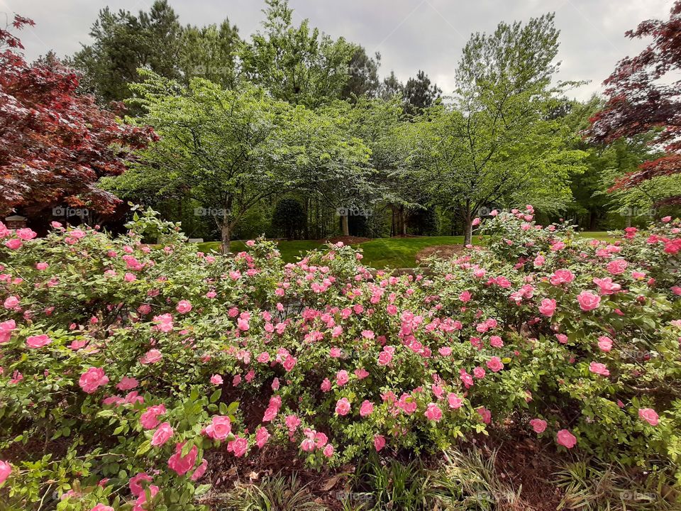 Pink roses in greens