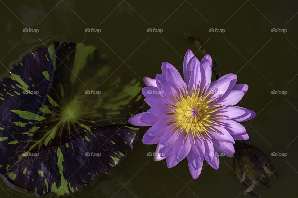 Beautiful Pink lotus and shadow reflected in the water