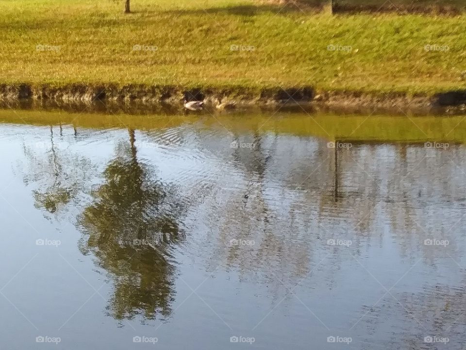 reflections in a pond with ducks