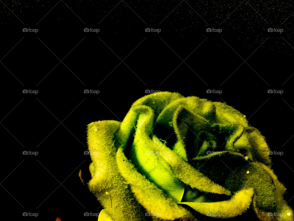 Green velvet macro rose with black background