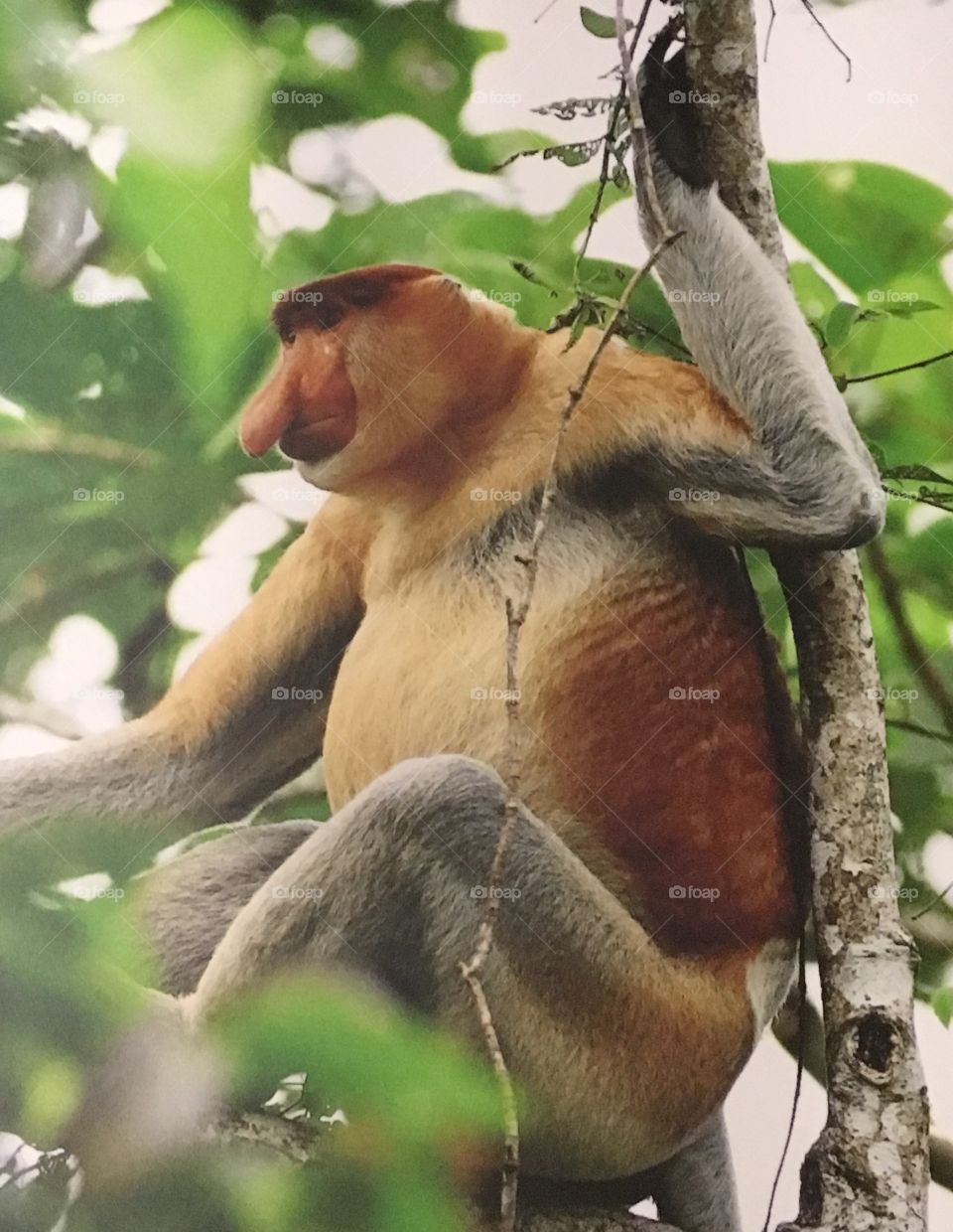 Wild monkey in Borneo 