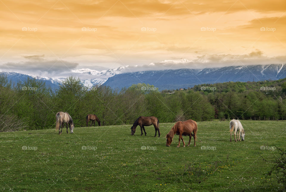 Abkhazia mountains, horses graze