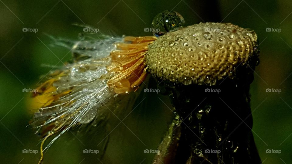 Raindrops on coltsfoot.