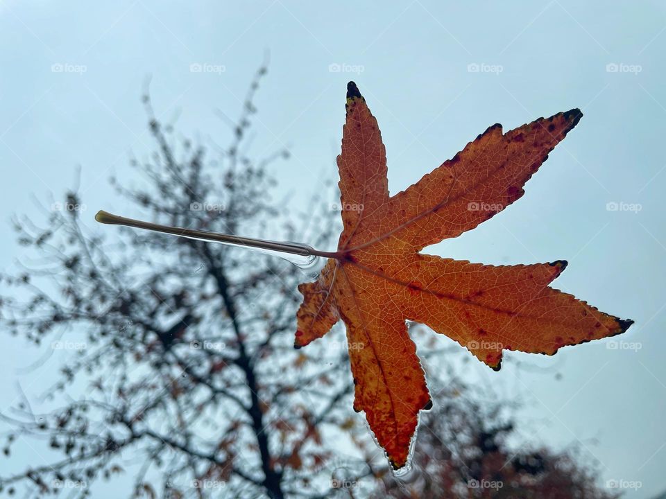 colorful leaf fallen on the windshield of a car wet from the rain on a typical autumn day