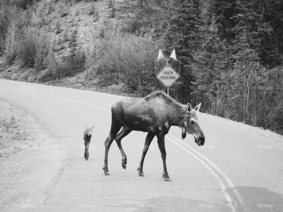 Moose Crossing