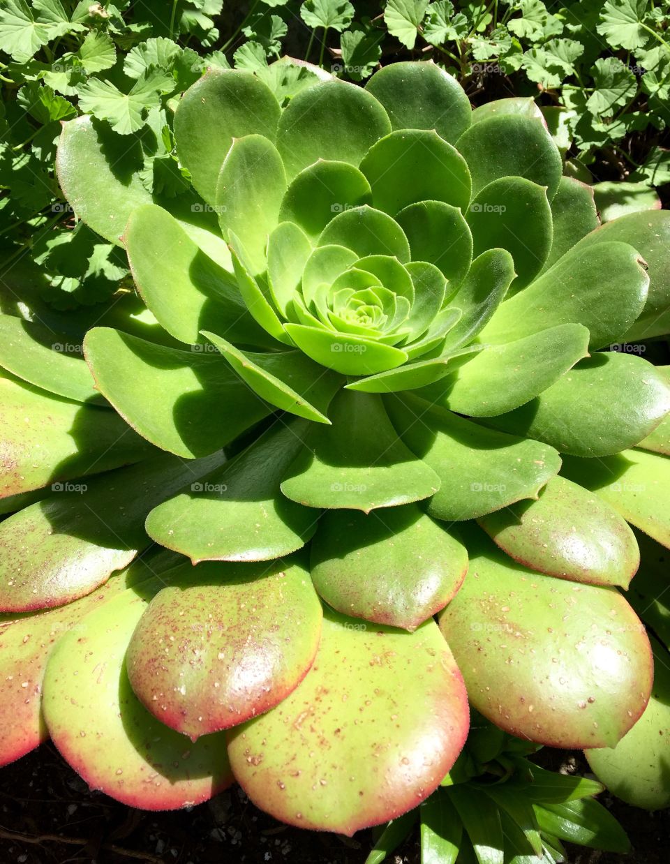 Elevated view of succulent plant