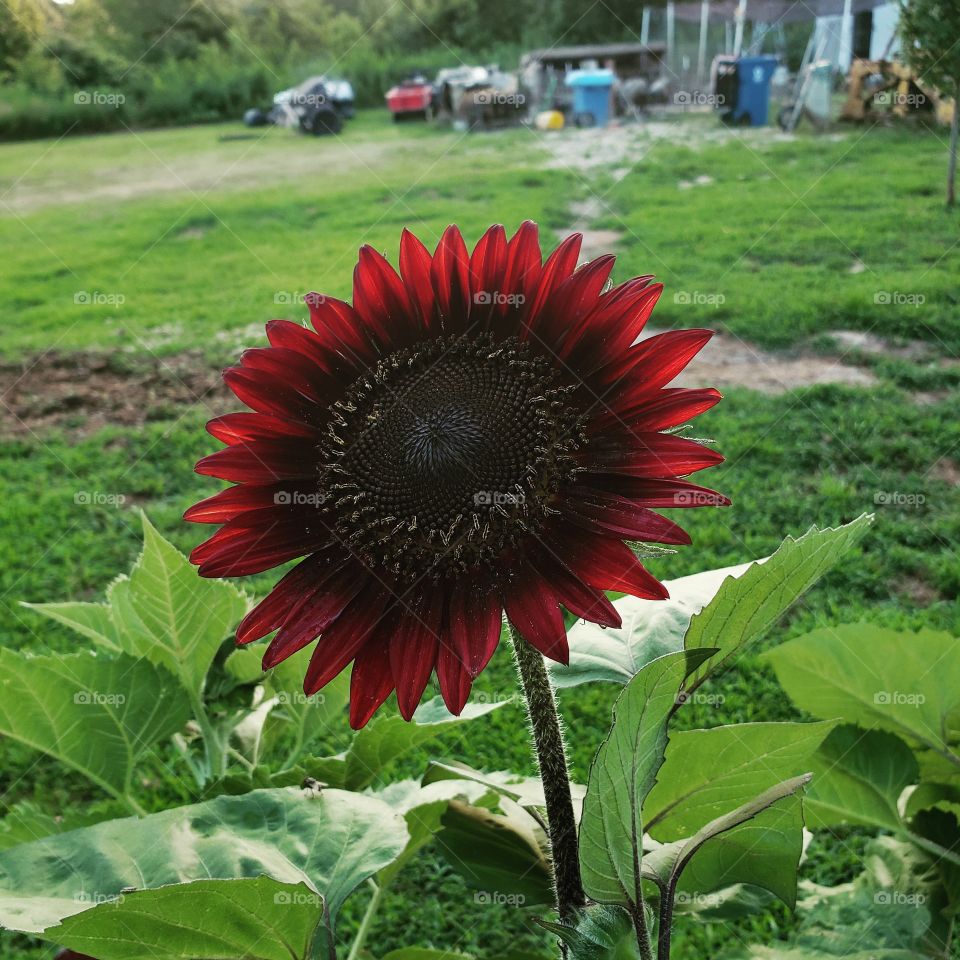 red sunflower