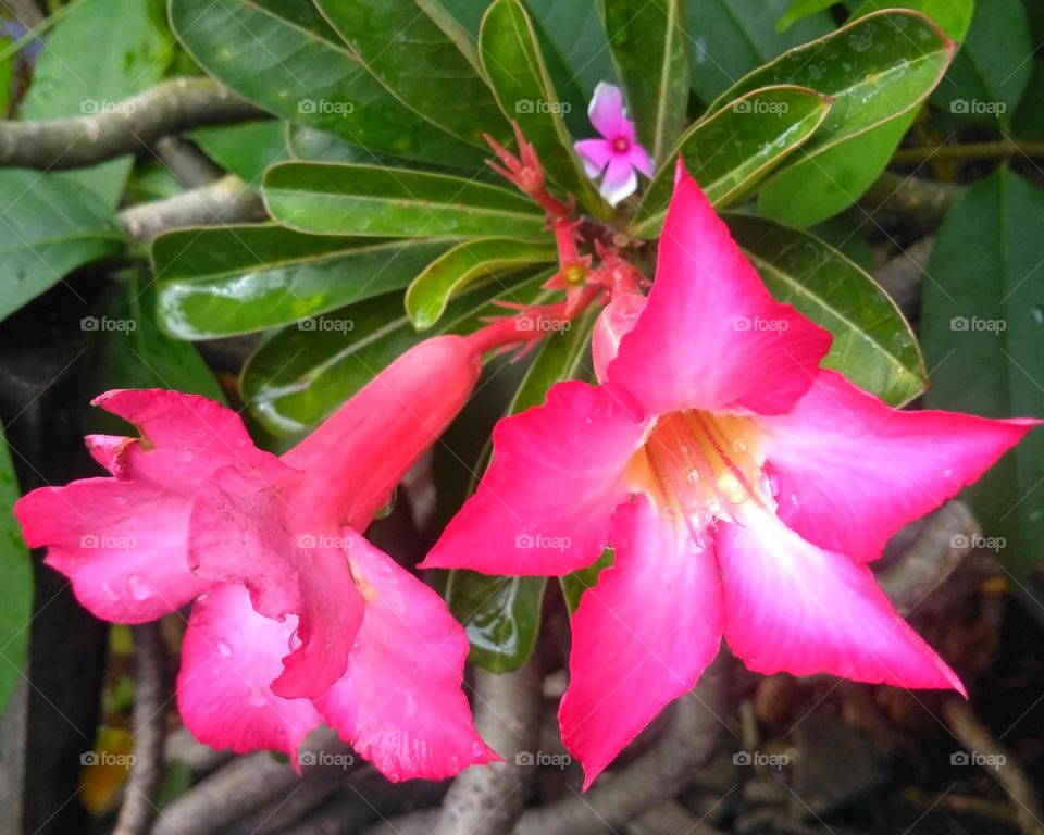 Pink flowers on the park