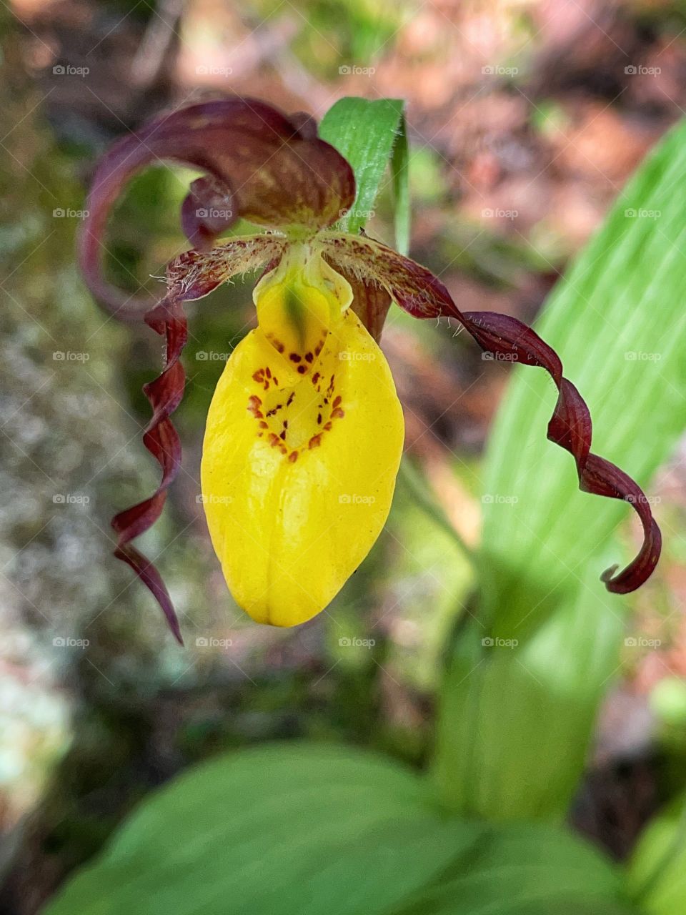 Lady slipper