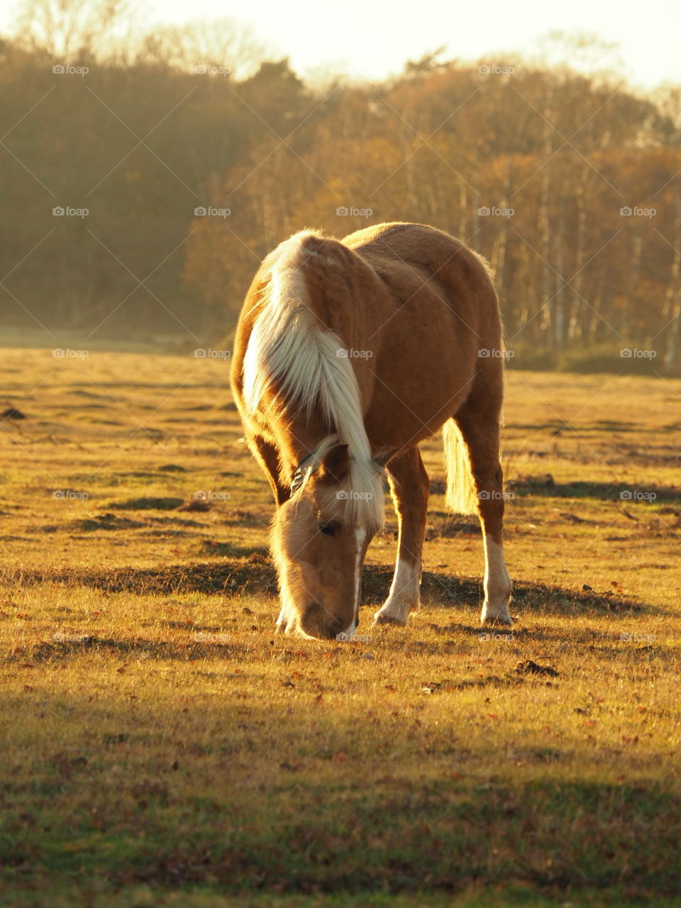 New Forest pony grazing near Brockenhurst at sunset