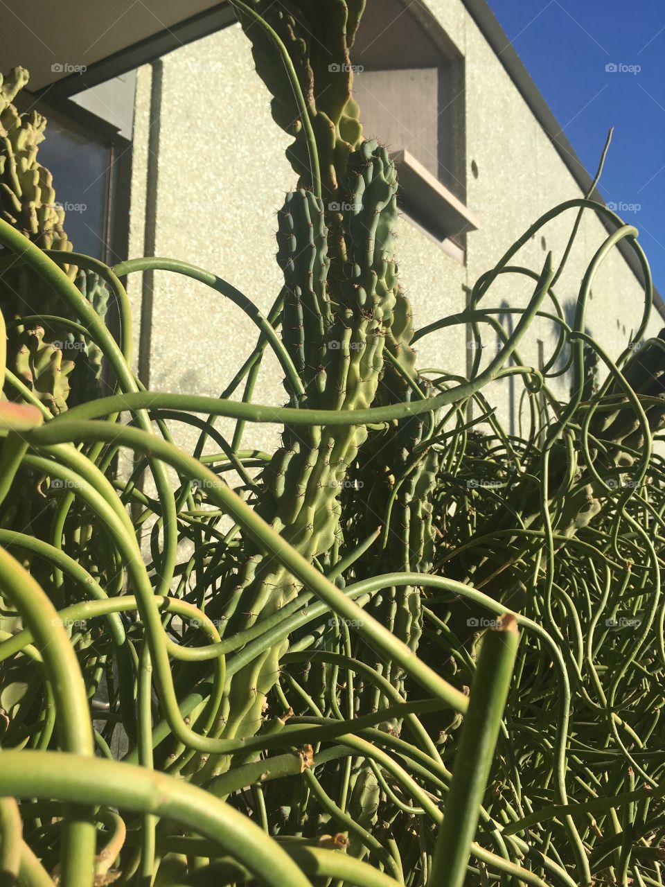 Phoenix art museum cacti 