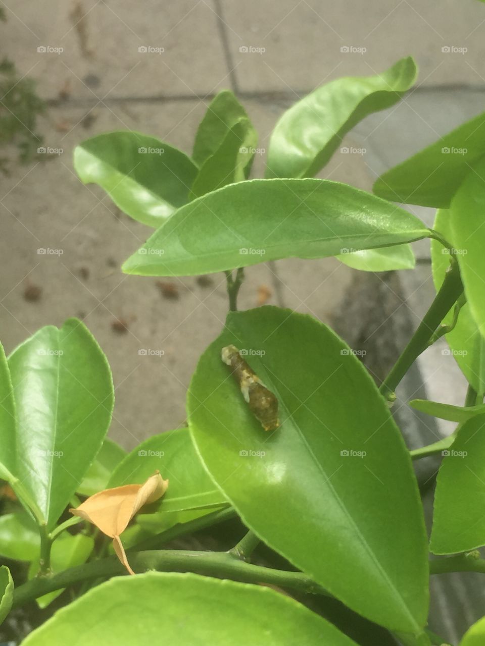 Swallowtail caterpillar 