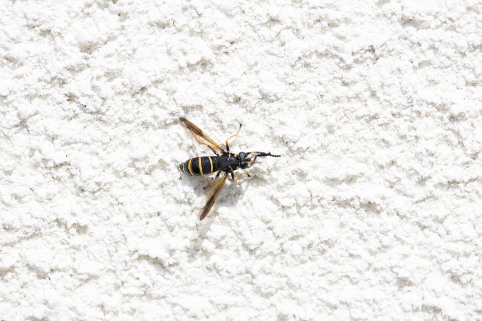 Minimalistic , black yellow striped insect hoverfly 