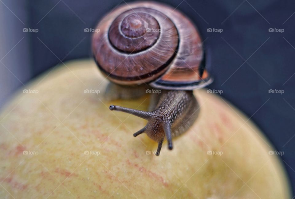 snail