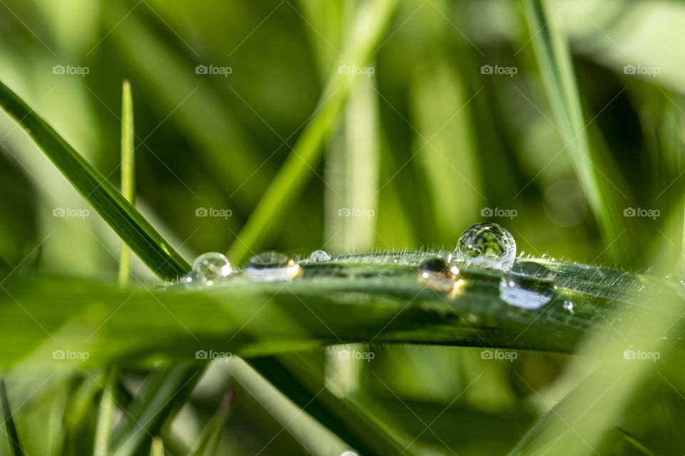 A macro portrait of some water droplets on a blade of grass in a lawn. You can see every detail on the blade of grass and in the water.