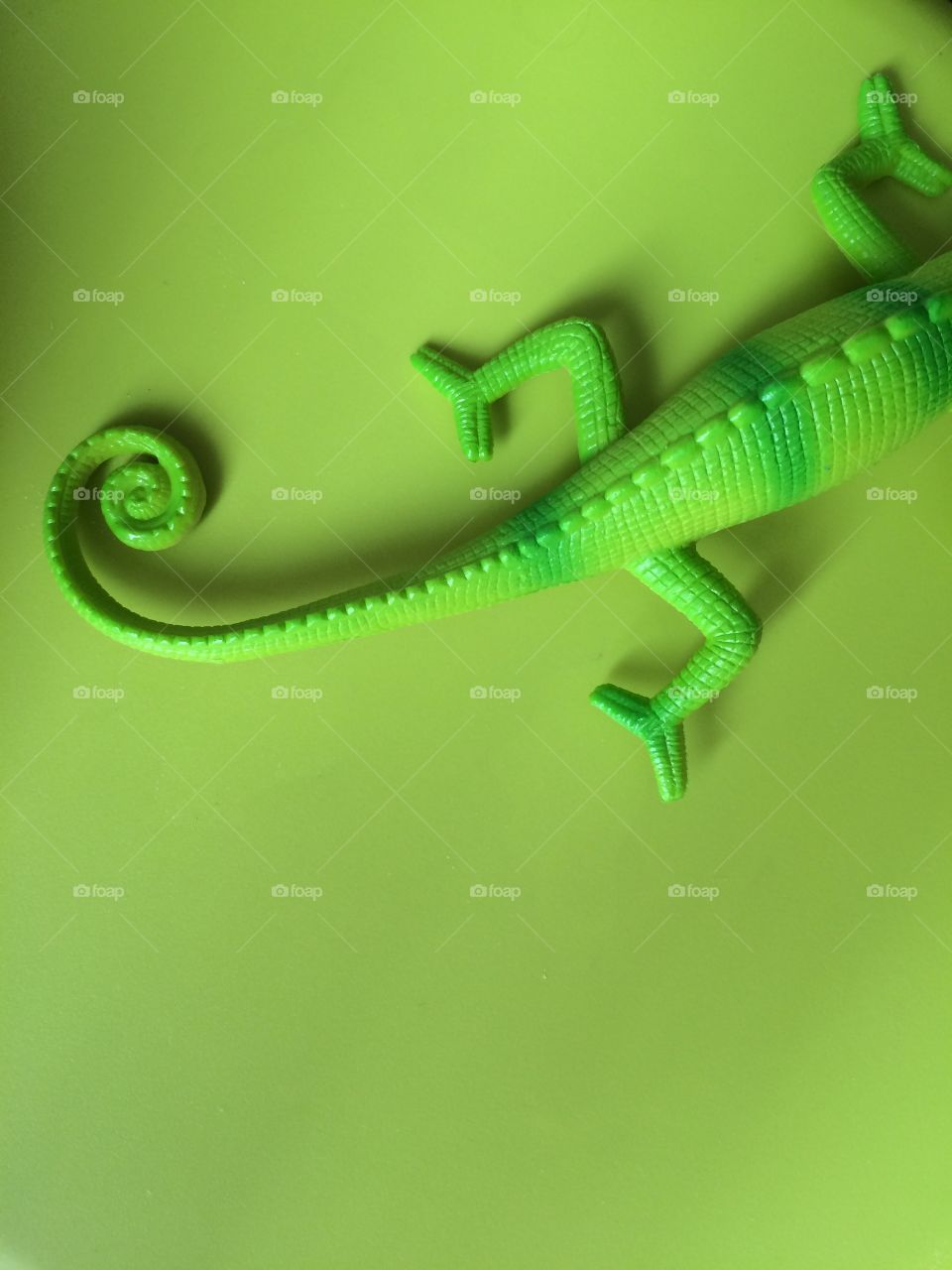 No Person, Desktop, Lizard, Reptile, Nature