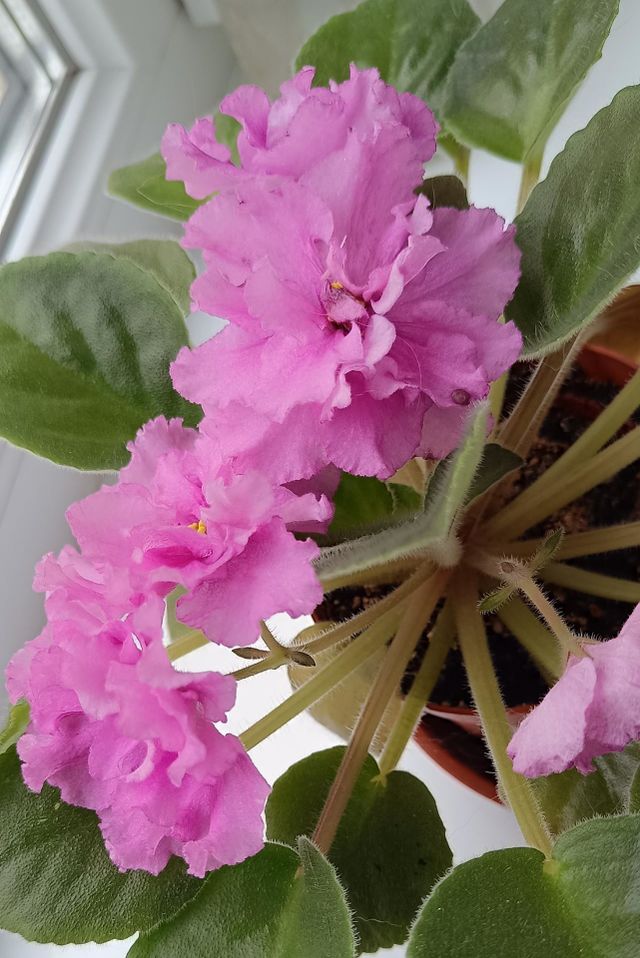 Pink violet