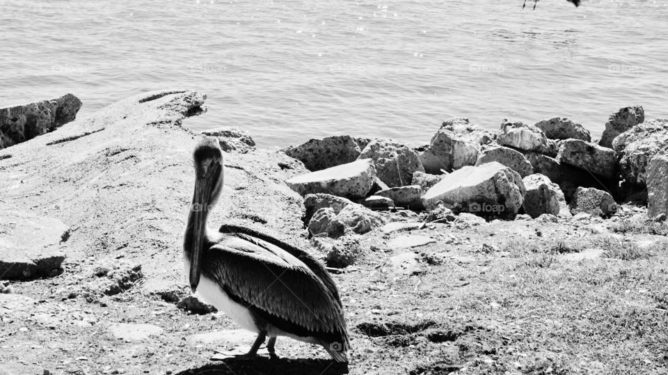 Galveston brown pelican in Galveston Texas at sea wolf park near the water and rocks done in black and white 