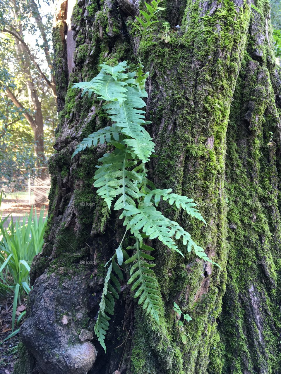 Mossy tree with ferns, Marin, California