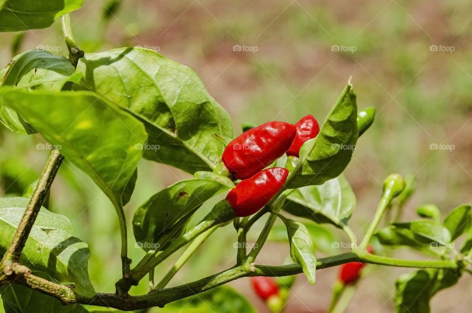 Ripe And Unripe Bird Pepper On Tree