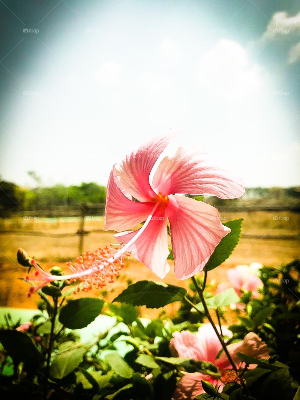 Hibiscus flower pink 