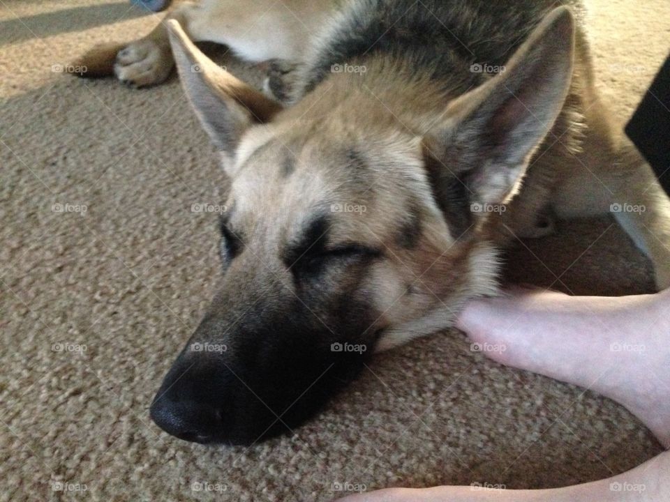 Sleeping dog near owners human foot
