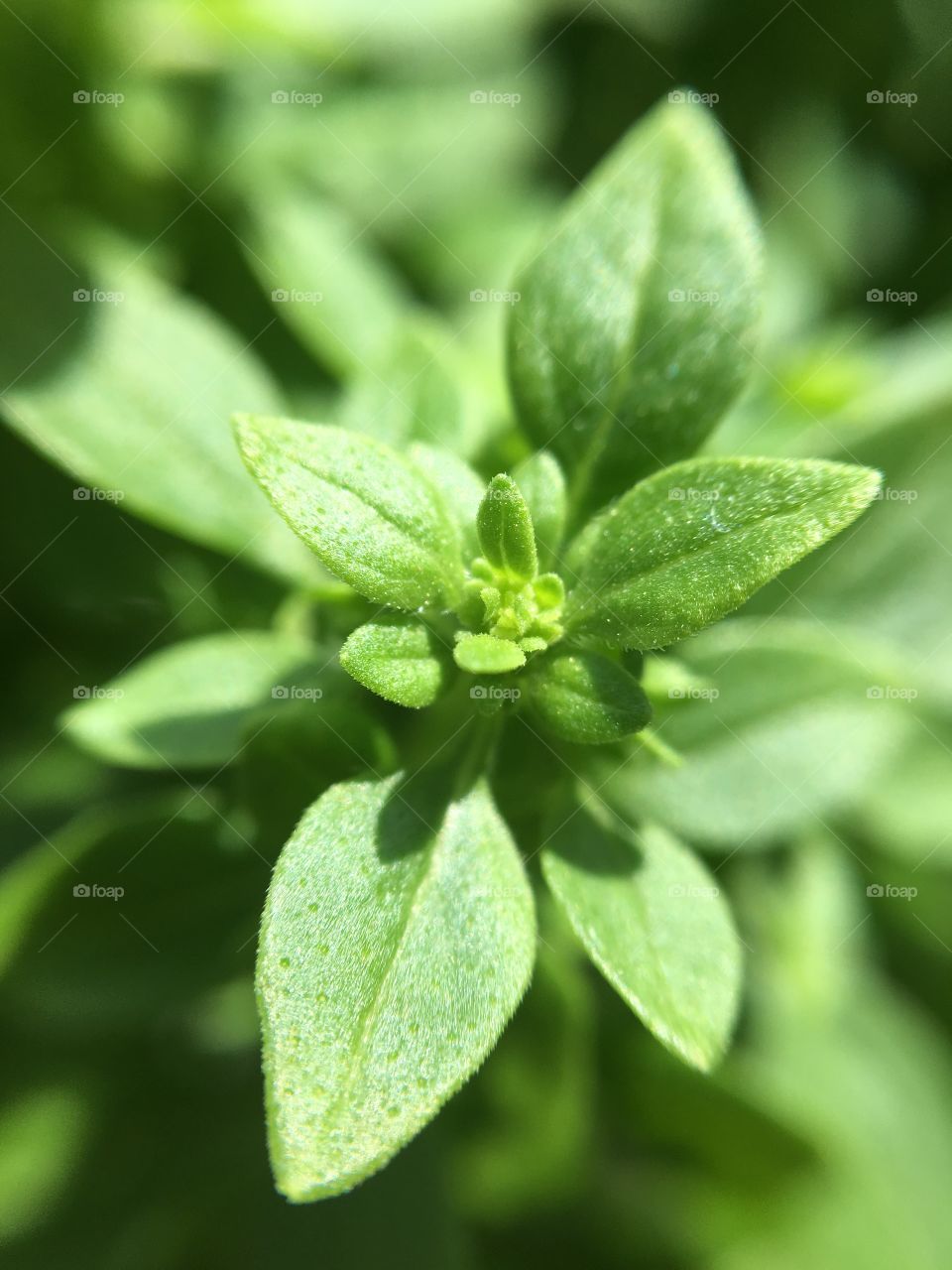 Fresh Greek basil plants and leaves close up