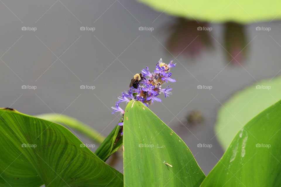 Bee Collecting Nectar from Purple Flower