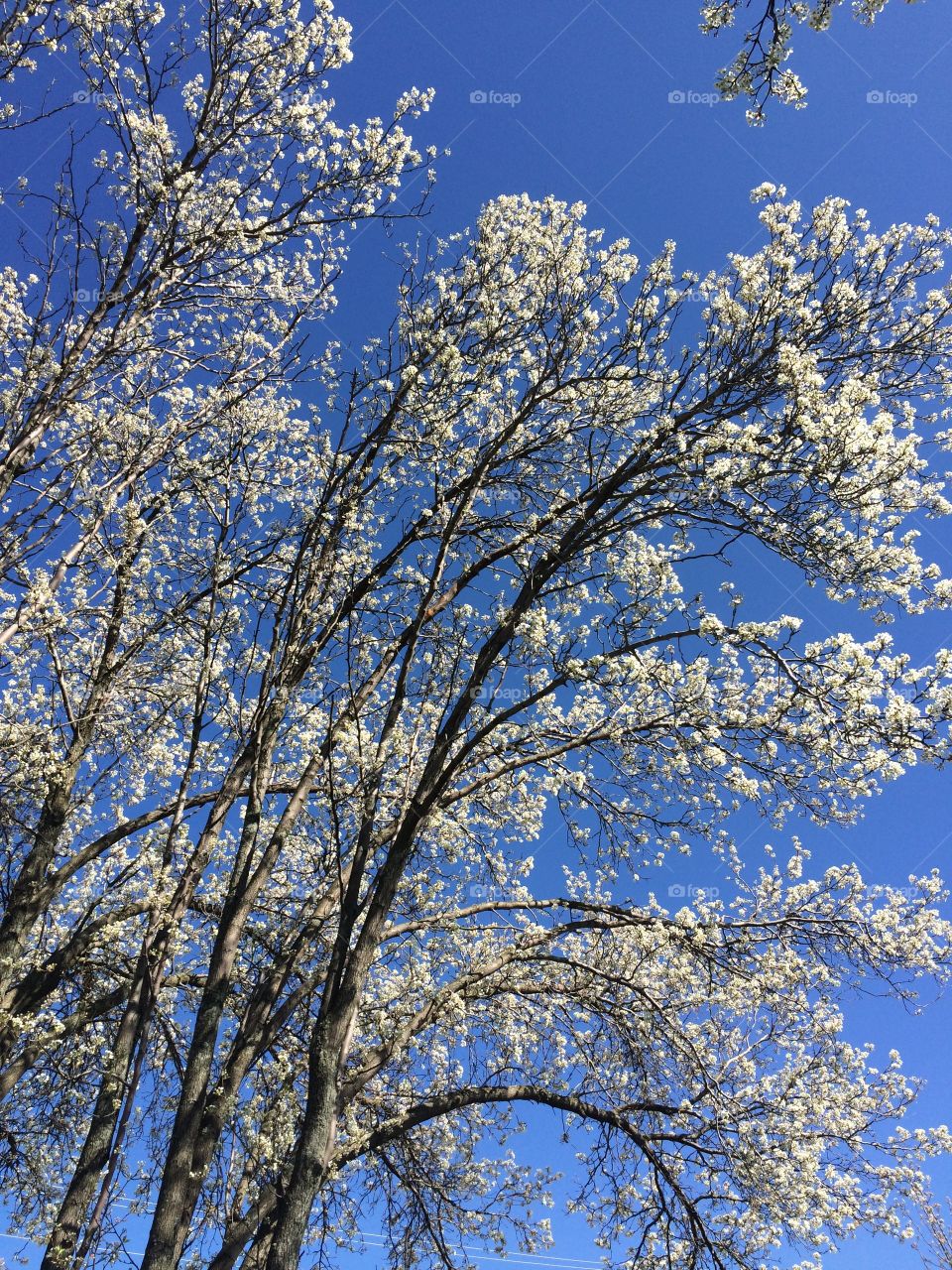 Blooming pear trees