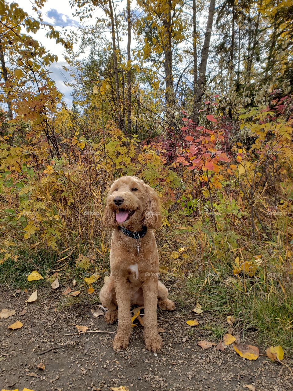 Larry the doodle enjoying a fall day.