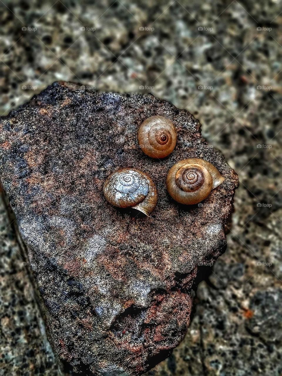 photos of brick pieces and snail shells