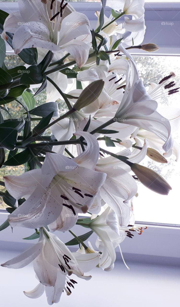 A bouquet of white lilies