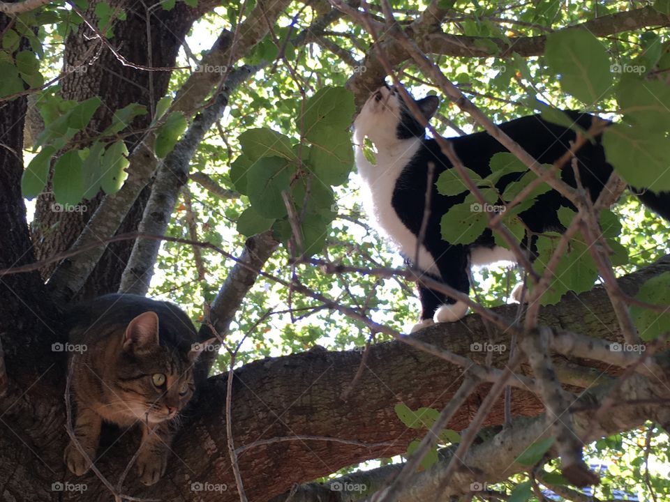 Our cats up in a tree