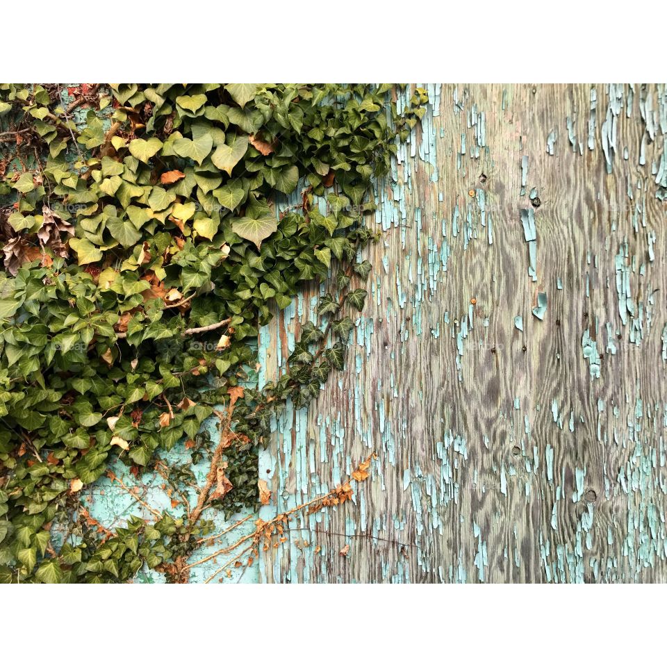 Ivy on wood green teal weathered 