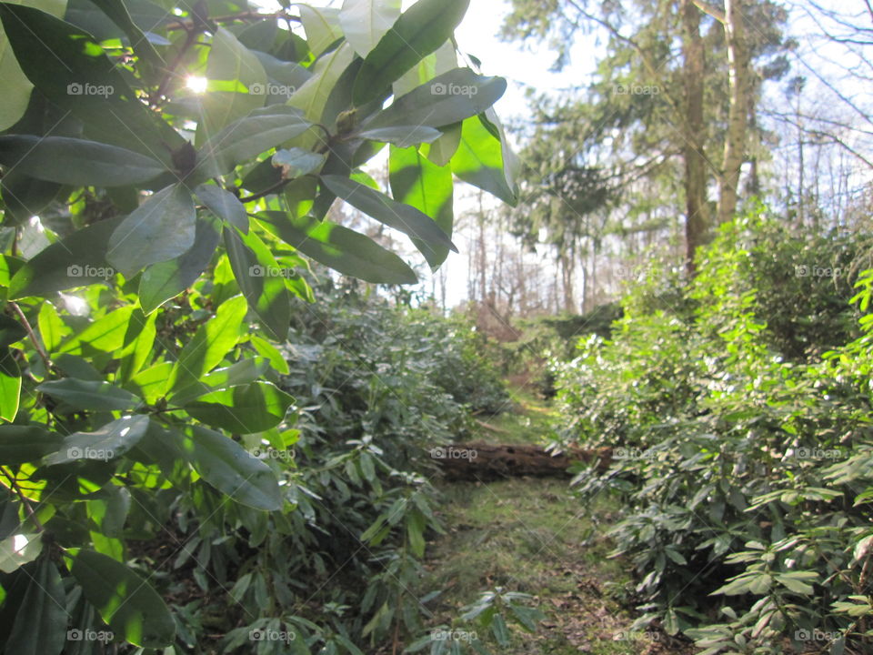 A Woodland Glade