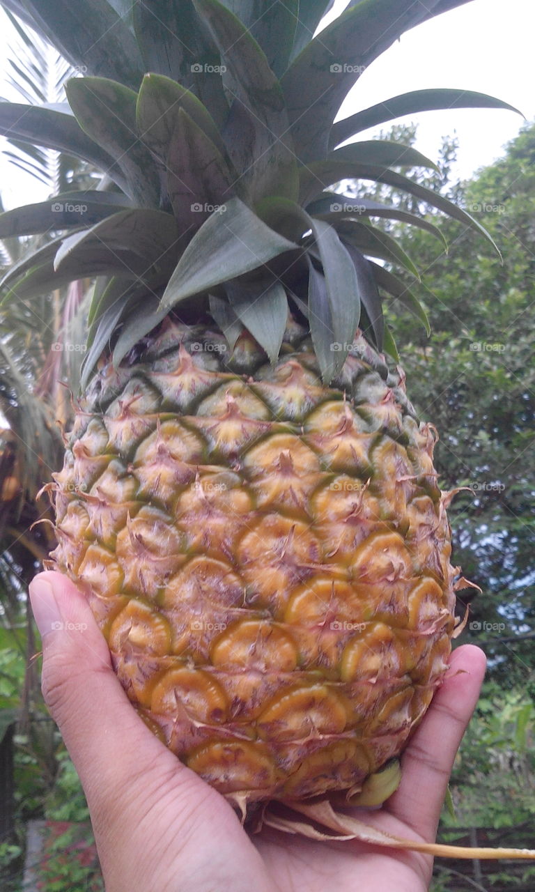 pineapple