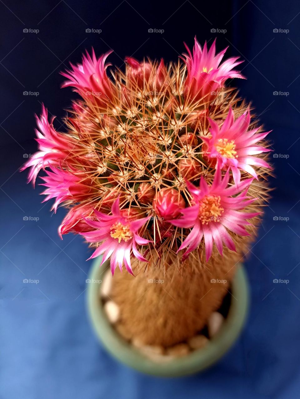 cactus flowers magenta colour